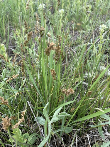 Carex praegracilis (Clustered Field Sedge)