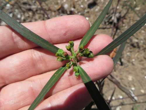 Euphorbia cyathophora (wild poinsettia)