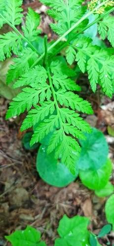 Botrypus virginianus (rattlesnake fern)