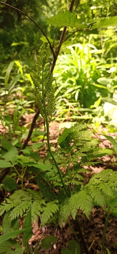 Botrypus virginianus (rattlesnake fern)
