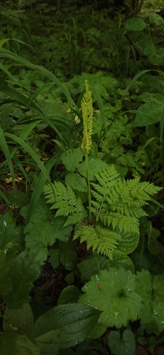 Botrypus virginianus (rattlesnake fern)