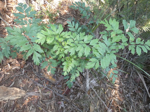 Lomatia silaifolia (Crinkle Bush)