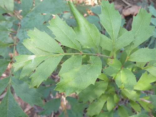 Lomatia silaifolia (Crinkle Bush) (alternate view 4)