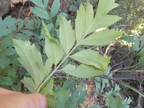 Lomatia silaifolia (Crinkle Bush) (alternate view 2)