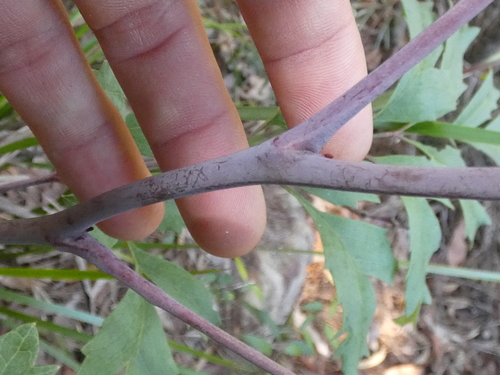 Lomatia silaifolia (Crinkle Bush) (alternate view 3)