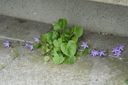 Campanula poscharskyana (Serbian Bellflower) (alternate view 5)