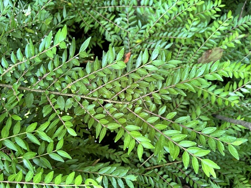 Lonicera ligustrina (Boxleaf Honeysuckle)