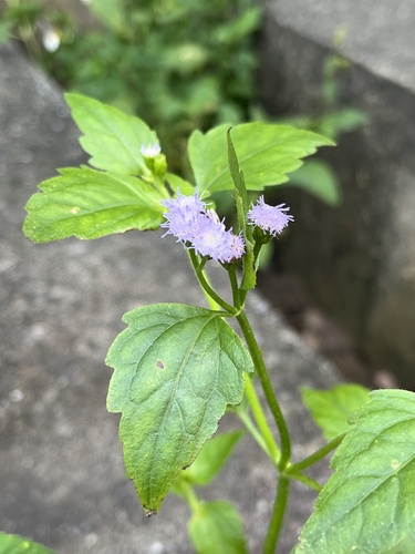 Praxelis clematidea (pussyfoot) (alternate view 4)