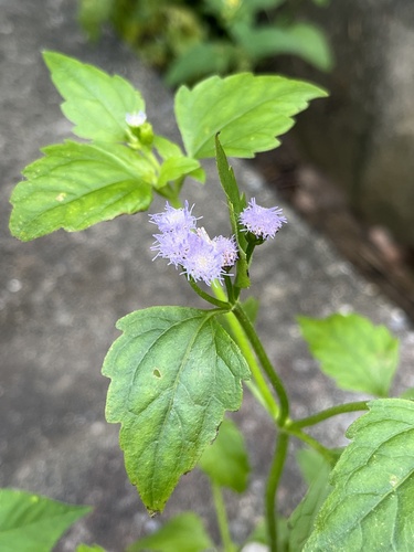 Praxelis clematidea (pussyfoot) (alternate view 5)