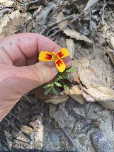 Tagetes patula (French marigold) (alternate view 8)