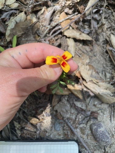 Tagetes patula (French marigold) (alternate view 9)