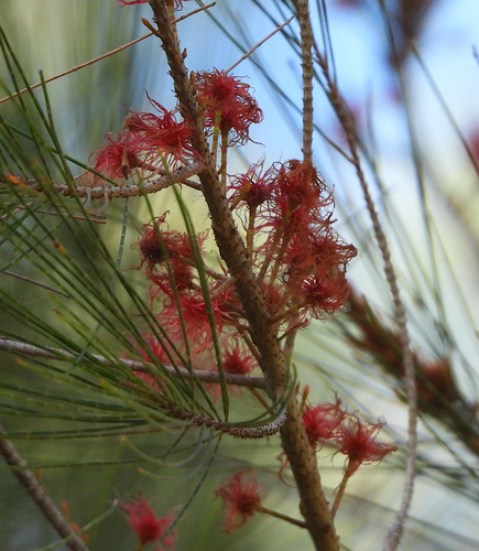 Allocasuarina littoralis (Black sheoak) (alternate view 9)