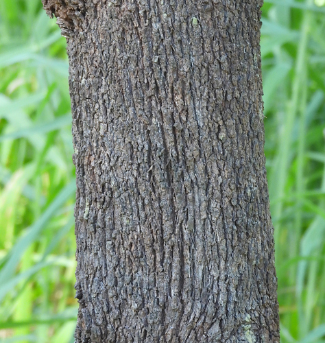 Allocasuarina littoralis (Black sheoak) (alternate view 10)
