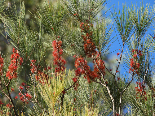 Allocasuarina littoralis (Black sheoak) (alternate view 8)