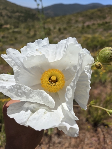Romneya (Matilija poppies)