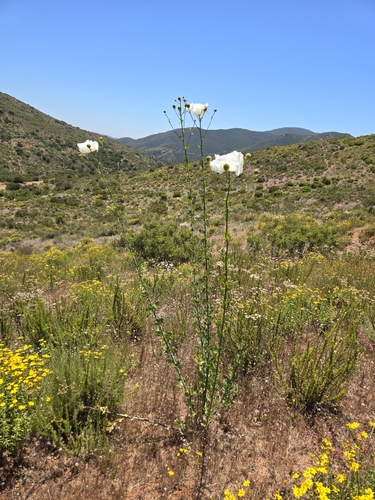 Romneya (Matilija poppies) (alternate view 2)