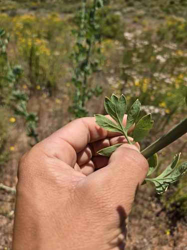 Romneya (Matilija poppies) (alternate view 3)