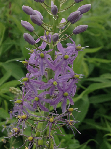Camassia (camas)