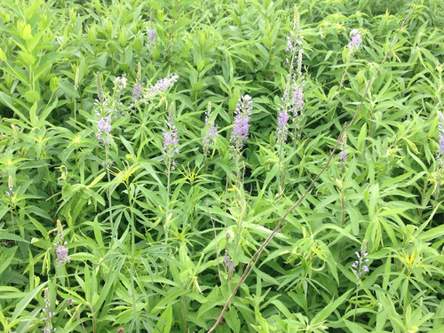 Camassia (camas) (alternate view 3)