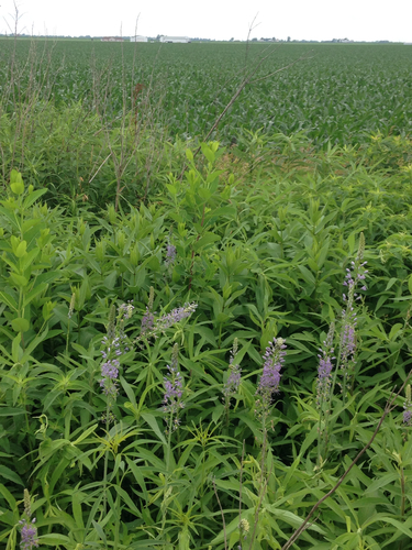 Camassia (camas) (alternate view 4)