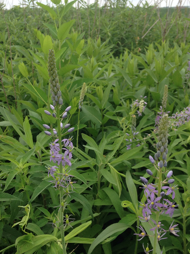 Camassia (camas) (alternate view 2)