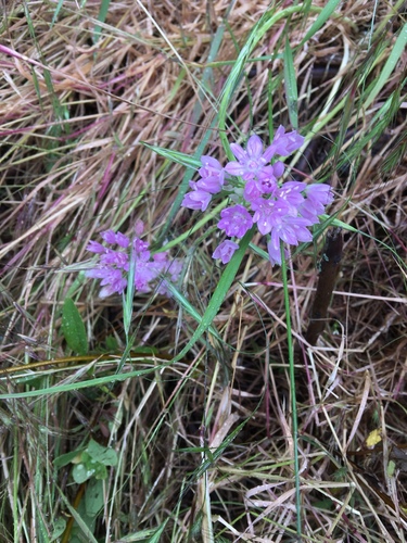 Allium unifolium (one-leaved onion)