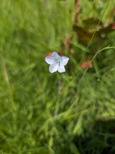 Linum bienne (Pale flax)