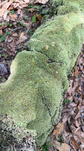 Leucobryum albidum (white moss) (alternate view 5)