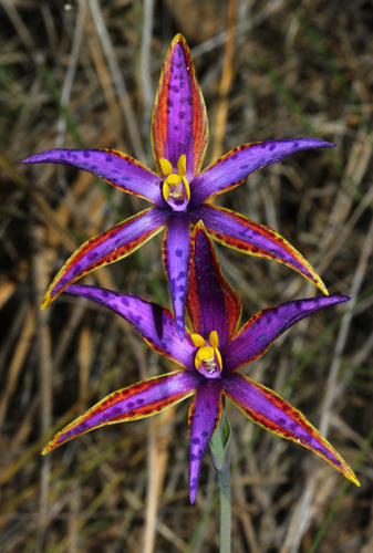 Thelymitra (Sun Orchids) (alternate view 5)