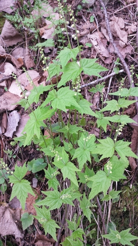 Mitella diphylla (twoleaf miterwort) (alternate view 2)