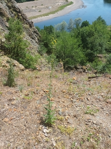 Verbascum roripifolium (Watercress-Leaved Mullein)