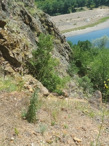 Verbascum roripifolium (Watercress-Leaved Mullein)