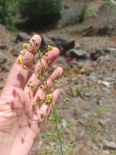 Verbascum roripifolium (Watercress-Leaved Mullein)