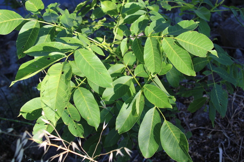 Juglans regia (English walnut)
