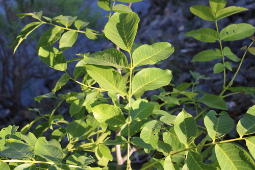 Juglans regia (English walnut) (alternate view 2)