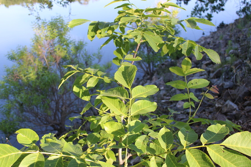 Juglans regia (English walnut) (alternate view 3)
