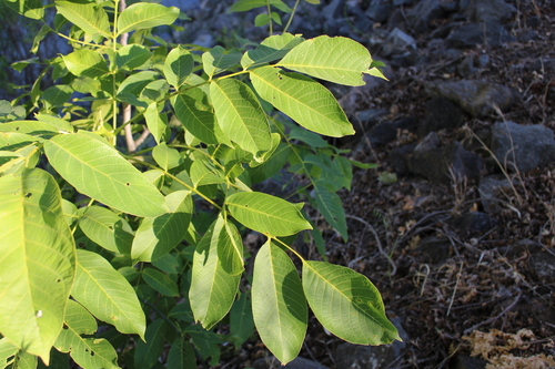 Juglans regia (English walnut) (alternate view 4)