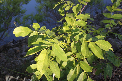 Juglans regia (English walnut) (alternate view 5)