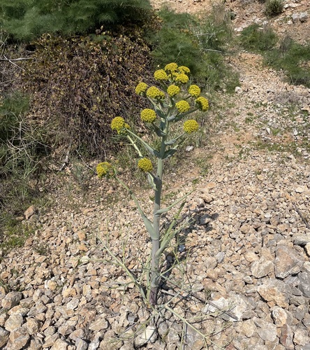 Ferula communis (giant fennel)
