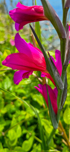 Gladiolus communis (Gladiolus)