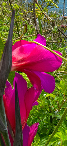 Gladiolus communis (Gladiolus)