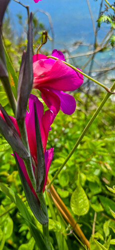 Gladiolus communis (Gladiolus)