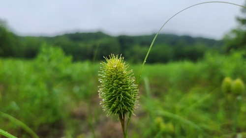 Carex squarrosa (Squarrose Sedge)