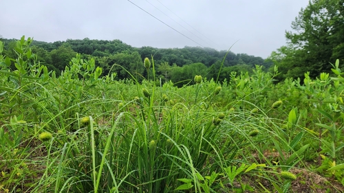 Carex squarrosa (Squarrose Sedge)