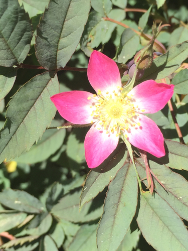 Rosa glauca (redleaf rose) (alternate view 4)