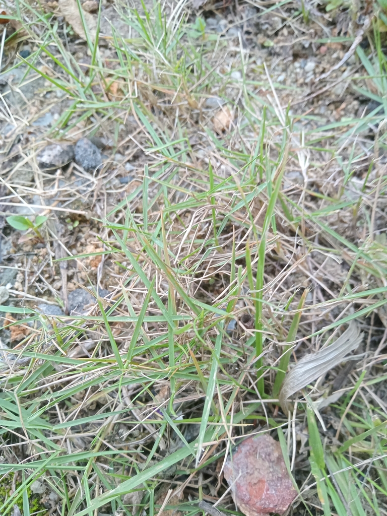 Zoysia tenuifolia, Korean velvet grass — spreading semi-evergreen (Poaceae) (image 6 of 6)