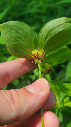 Medeola virginiana (Cucumber Root)