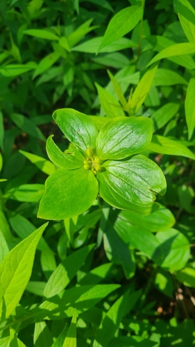 Medeola virginiana (Cucumber Root)
