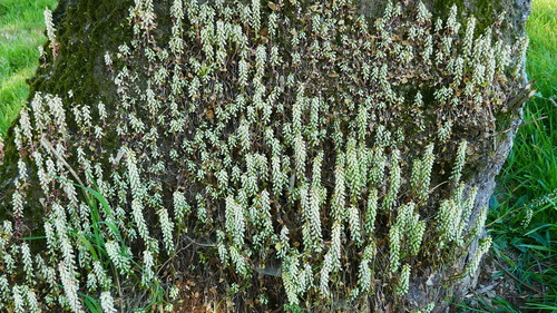 Umbilicus rupestris (Wall Pennywort)