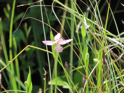 Pogonia ophioglossoides (Rose Pogonia) (alternate view 3)
